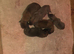 Malinois x dutch herder pups