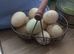 Khaki Campbell Duck Hatching Eggs