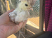 Polish chickens