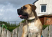 Boerboel x corso pup