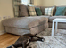 8 year old staffie cross
