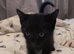 Male jet black kitten 6 weeks