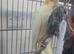 baby cockatiel ready silly tame