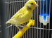 Young male canary with cage