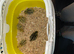 5 coturnix quail chicks