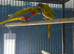 Turquoise parrots Glasgow