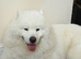Last one beautiful Samoyed girls