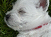 KC registered Westie pup