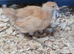Orpington Buff chicks for sale