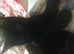 Kitty-kitty!