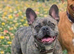 READY TO GO! 2 GIRLS LEFT! French Bulldog Puppies