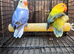Disabled Lovebirds looking for new home
