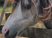 Registered Section A. 2 year old gelding