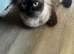 3 beautiful Himalayan Persian kittens