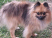 Gorgeous fox face pure Pomeranian