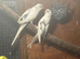 Budgies / breeding pair