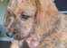 JACKAPOO READY NOW &pound;600