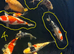 Koi for sale