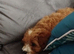Cavapoos