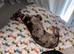 Cookie the loving 9 month old miniature dachshund