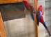 Rosella Parrot