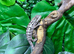 Female Sambava Panther Chameleons at Birmingham Reptiles