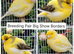 Stunning Show Canaries- various breeds