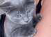 Mix breed kittens