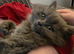 Beautiful Scottish straight male kitten