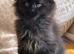 Purebred Maine Coon Cubs
