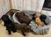 Fully Kc registered cocker spaniel puppies