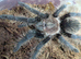 Curly hair tarantulas (various sizes)