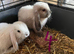 Mini lops pure bred mixed sex