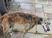 Suzuki cross whippet pups