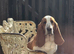 Proven Red & White Basset Hound Stud