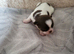 Apple head Chihuahua puppies long haired