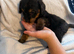2 beautiful cockerpoo puppy's left
