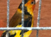 Pair of siberian goldfinches