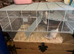 2 brothers dumbo rats and cage