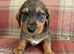 Ready to go Schnoxie pups ,
