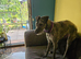 Deer hound crooss