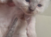 Ragdoll kittens for sale