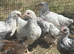 Light Sussex (large fowl) young female chickens