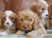Quality Health Tested F1b Miniature Cavapoo Puppies
