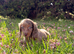 Long haird mini Dachshund puppies