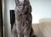 BLUE SMOKE MAINE COON