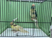 Pair of kakariki