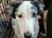 7 month old blue merle border collie dog