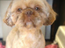 Beautiful Shih Tzu puppies