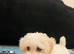 Bichon frise